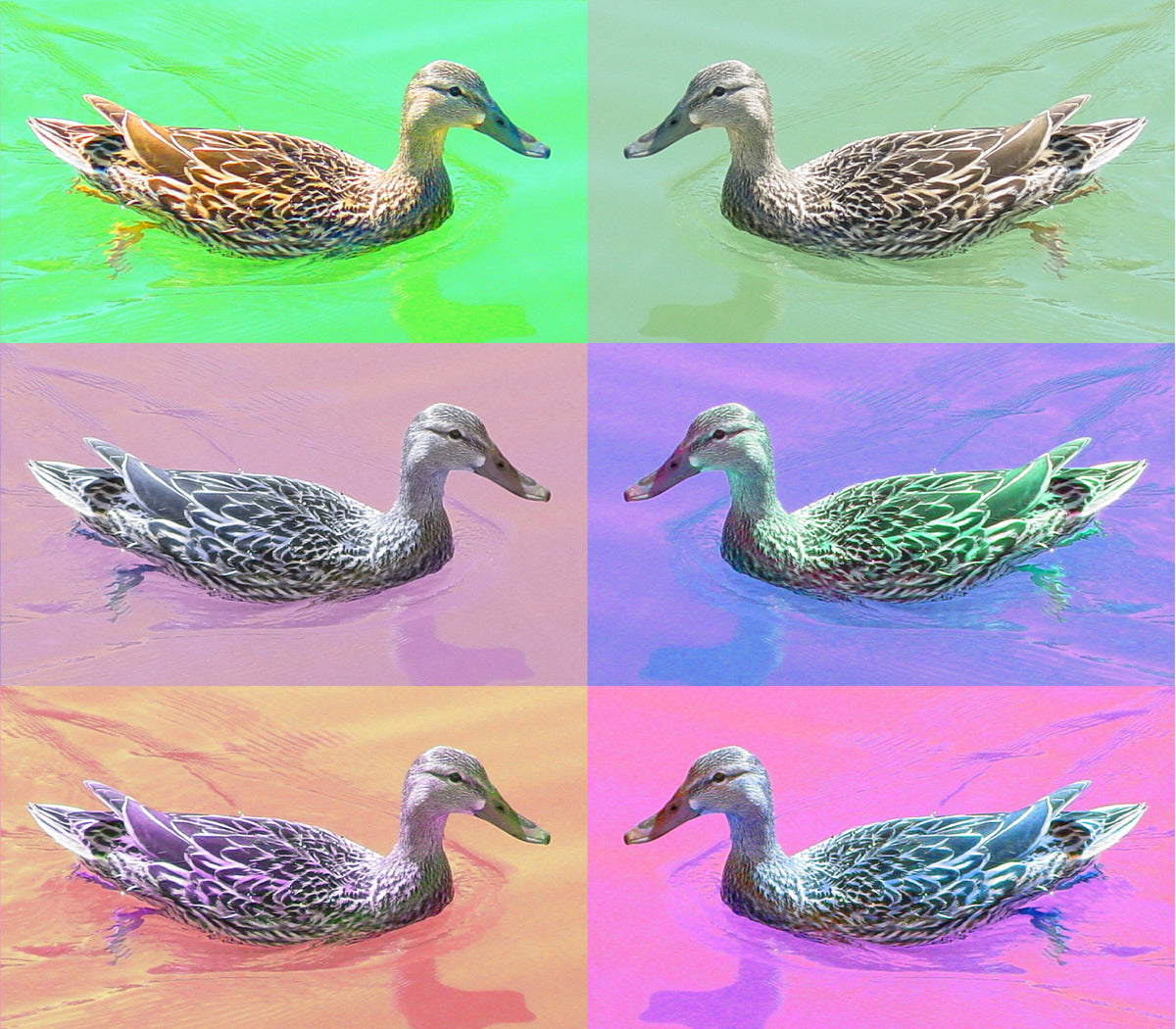 6 x Bödö Primavera