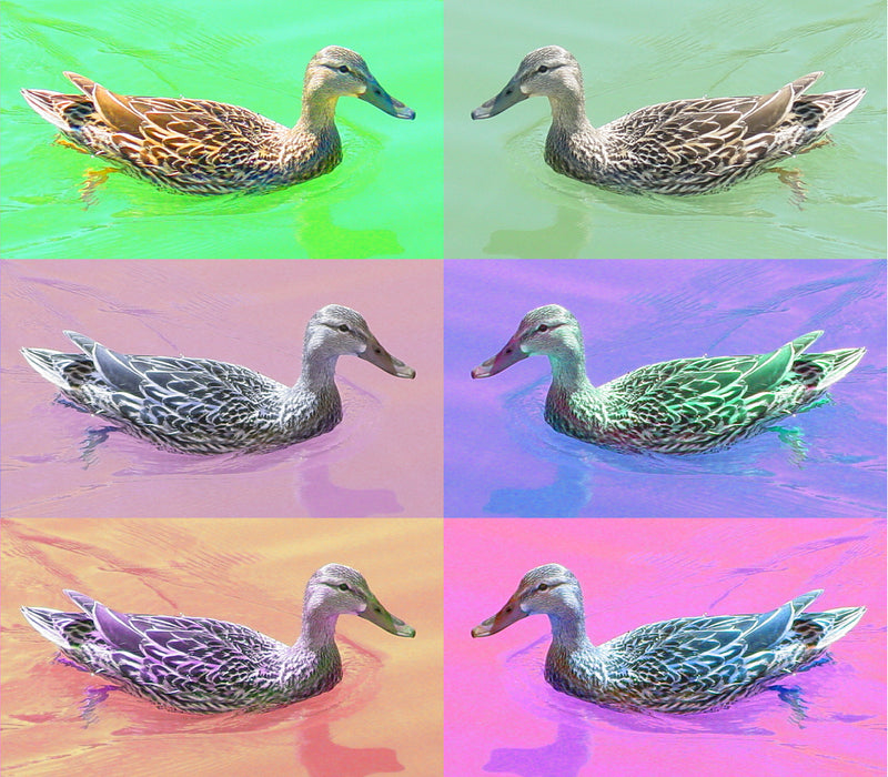 6 x Bödö Primavera