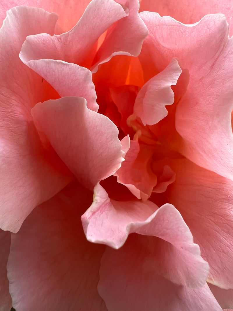 Beautiful Folding Rose
