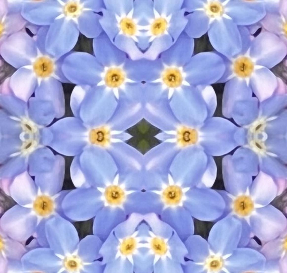 Forget Me Not Lots