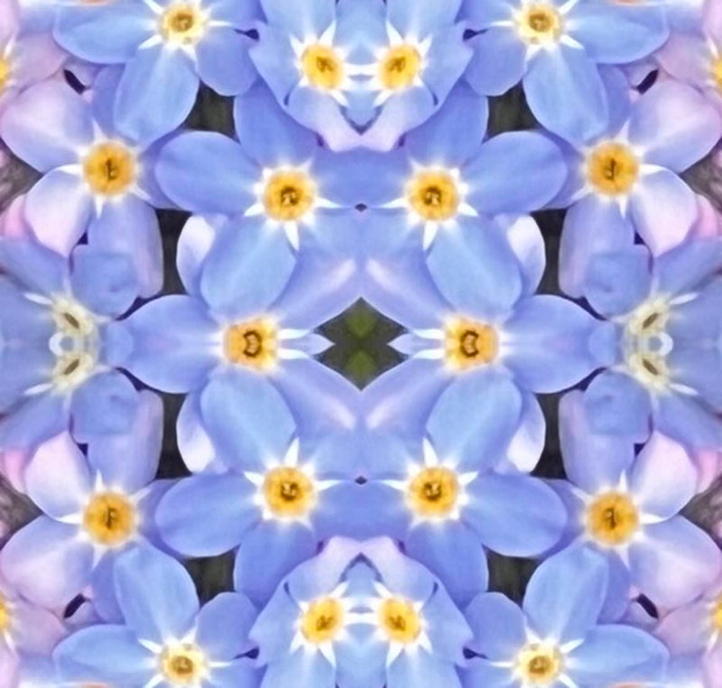 Forget Me Not Lots