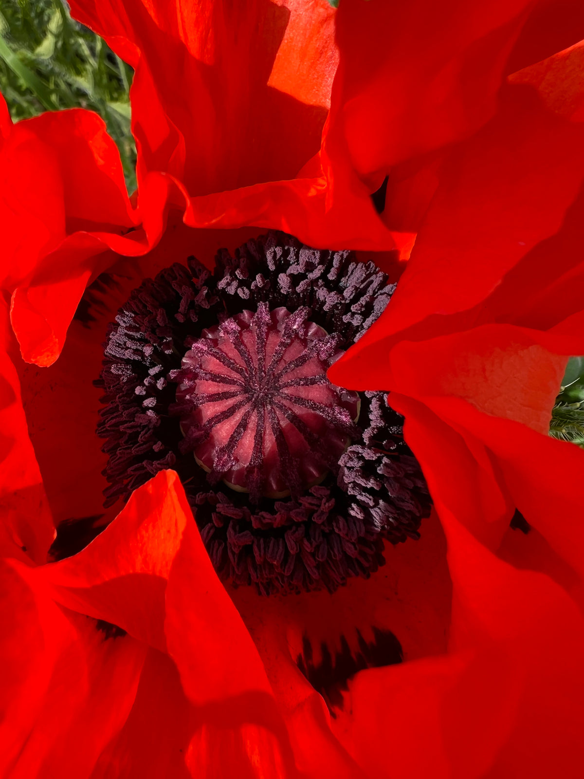 Mega-intense Red Poppy