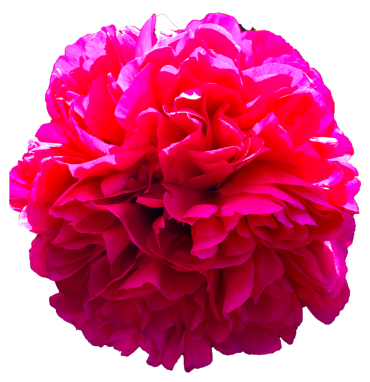 Peony 2
