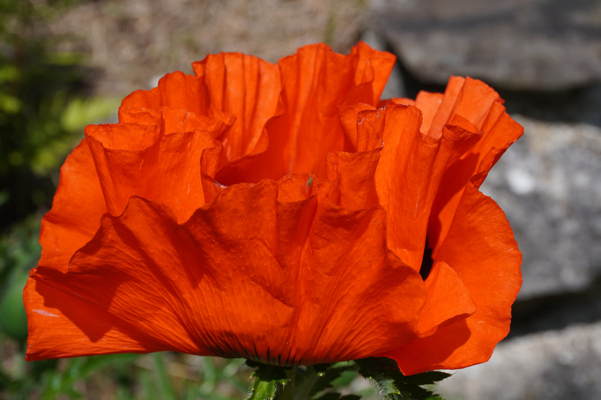 Poppy 2