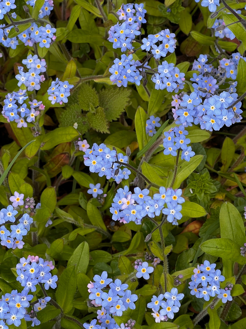 Forget Me Nots and Forget Me Leaves
